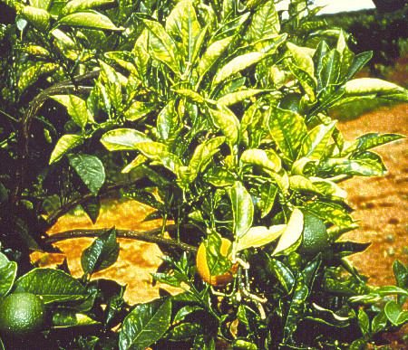 Citrus Tree Problems – Yellowing of Leaves.